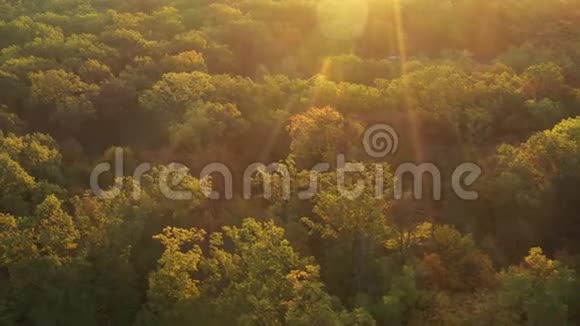 黎明时分缓慢的无人机在秋林中飞行太阳的光线穿过雾视频的预览图
