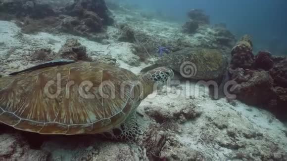 绿海龟在水下海龟特写视频的预览图