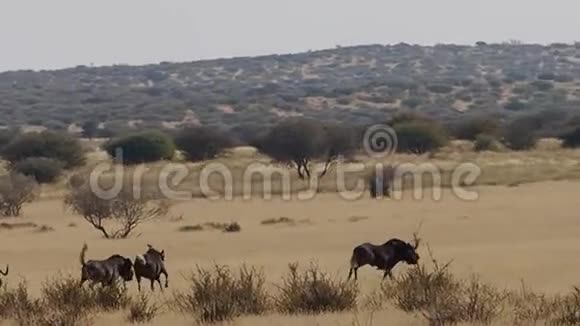 南非卡拉哈里草原上奔跑的黑羚羊视频的预览图