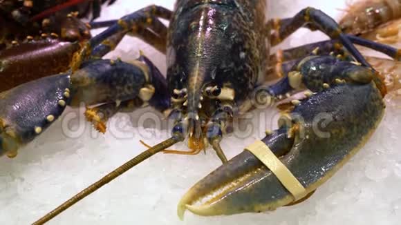 冰市柜台上的活龙虾活龙虾大爪子视频的预览图