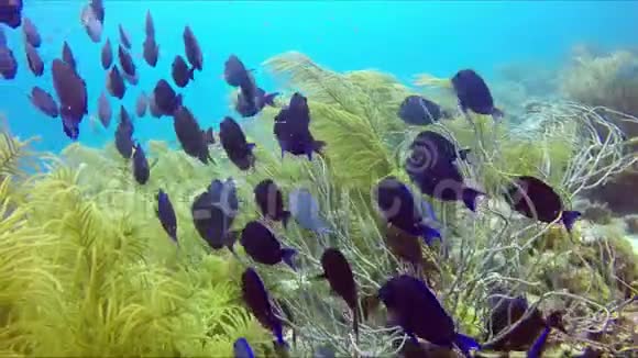 一群海藻中的黑暗外科医生视频的预览图