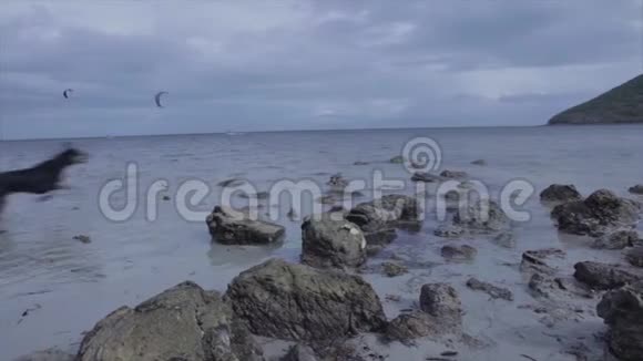 一只狗在海滩上奔跑视频的预览图