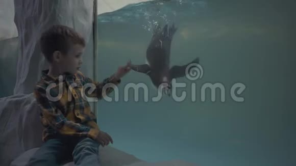 小男孩透过海洋馆的玻璃看游泳企鹅视频的预览图