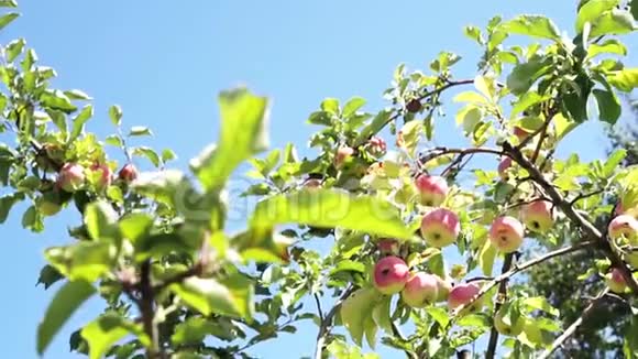 苹果树上的苹果树在蓝天背景下的树枝上粉红色的有机苹果在树上视频的预览图