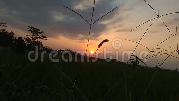 草地上的日落景色金色夕阳视频的预览图