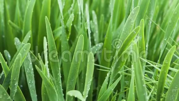 夏天用水滴把新鲜的草收起来库存录像清晨的露水滴在绿草地上视频的预览图