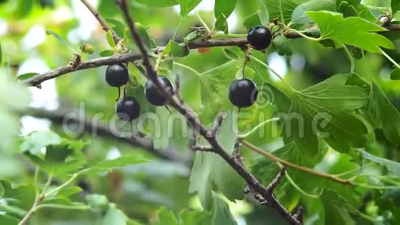 金色的浆果特写在灌木的枝条上种植有机浆果视频的预览图