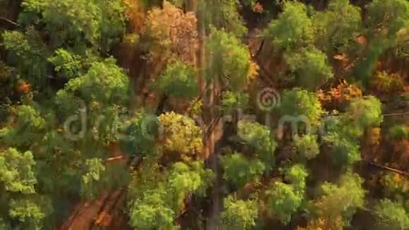 黎明时分缓慢的无人机在秋林中飞行视频的预览图