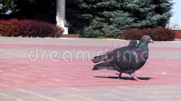 鸟鸽在人行道上奔跑视频的预览图