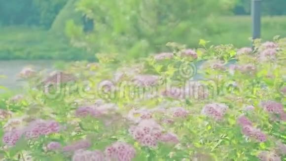 在灿烂的夏日阳光下粉红色的花朵在风中摇曳视频的预览图
