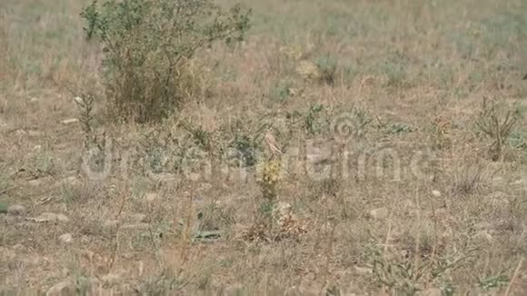 坎贝斯特尔克里米亚的草原植物一根刺在风中摇曳蕨类植物鸟视频的预览图