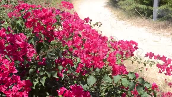 有着美丽红花的灌木丛视频的预览图