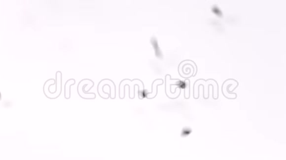 白色背景上的黑色扁豆从顶部掉落并填充框架视频的预览图
