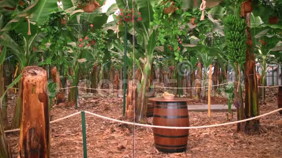热带植物和水果的温室香蕉树的种植美丽的花朵和巨大的绿叶视频的预览图