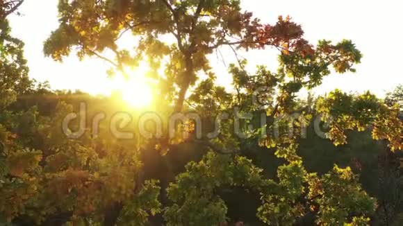 黎明时分缓慢的无人机在秋林中飞行视频的预览图