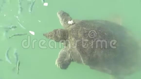 大的软壳海龟在河里打猎视频的预览图