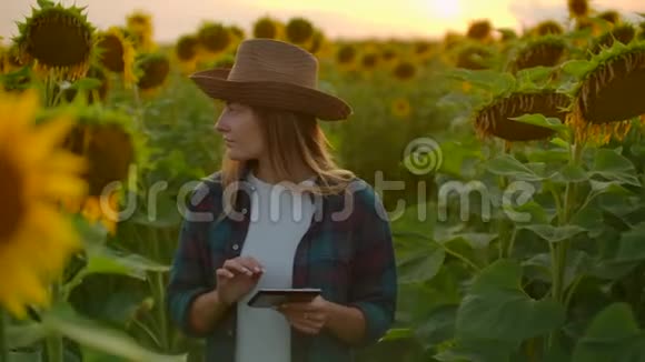小女孩用黄色的向日葵在地里干活视频的预览图