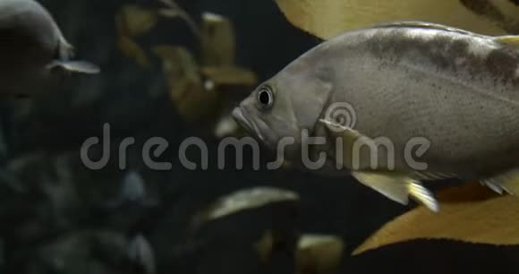 橄榄岩鱼的特写肖像视频的预览图