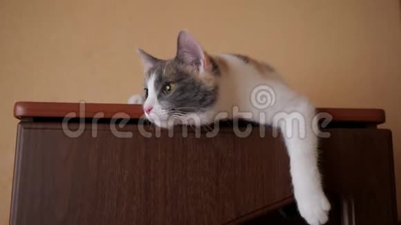 猫躺在壁橱里视频的预览图