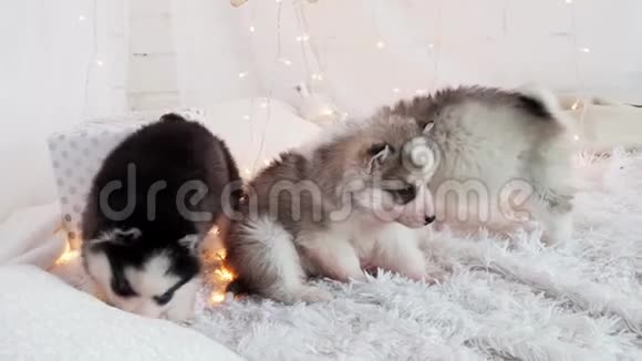 三只哈士奇小狗在家里的床上视频的预览图