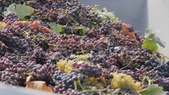 收集葡萄酒葡萄一串串的葡萄掉进了身体里拖拉机拖车里的黑绿葡萄视频的预览图