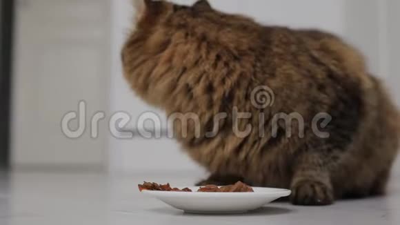 小猫吃着偷来的食物环顾四周看看有没有人在看视频的预览图