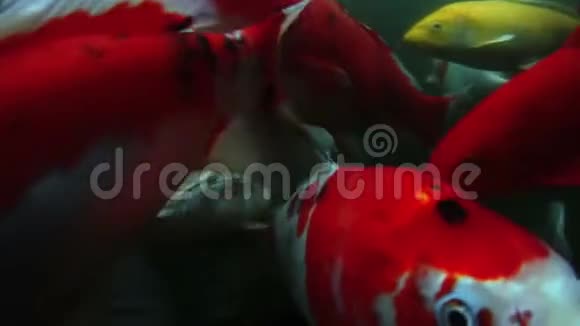 日本鲤鱼在水上花园游泳花式鲤鱼锦鲤鱼锦鲤鱼在池塘游泳孤立的背景是黑色花式鲤鱼视频的预览图