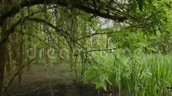 森林里的叶子视频的预览图