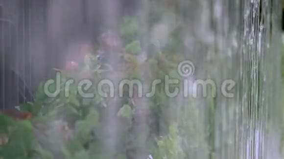 大雨滴在花园背景下视频的预览图