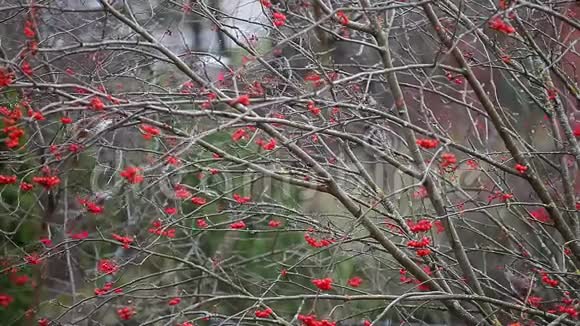 鸟吃山灰树高清镜头视频的预览图