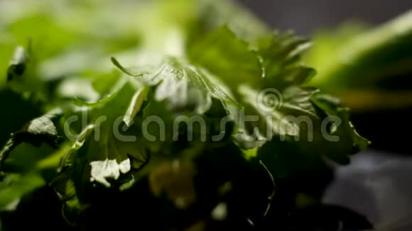 接近绿色欧芹叶开始在黑色背景下枯萎食物概念库存录像绿叶横卧视频的预览图