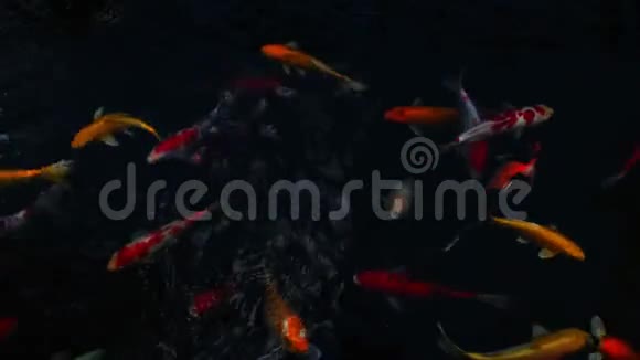 日本鲤鱼在水上花园游泳花式鲤鱼锦鲤鱼锦鲤鱼在池塘游泳孤立的背景是黑色花式鲤鱼视频的预览图
