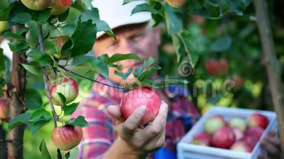 特写男农民或农艺师的肖像在果园里摘苹果在晴朗的秋日持有视频的预览图