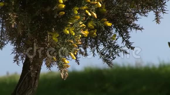 黄夹竹树下视频的预览图