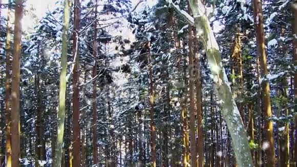 日本冬季森林下雪视频的预览图