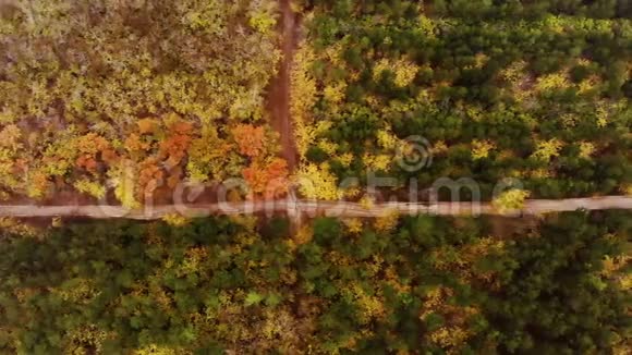 镜头显示秋林中的长径鸟眼盘拍视频的预览图