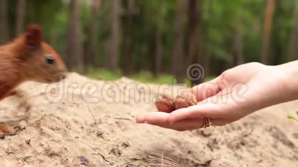 森林中的手食松鼠视频的预览图