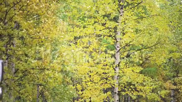 秋初有秋叶的美丽幼桦树艺术森林的黄叶在风中摇曳视频的预览图