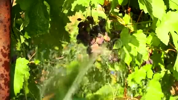 葡萄汁在葡萄园的树枝上黑葡萄果实栽培浇水园艺视频的预览图