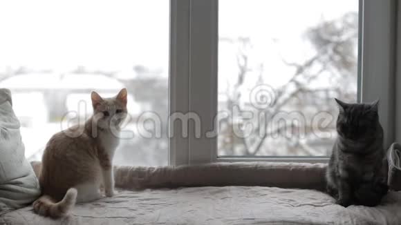 两只猫坐在窗台上望着窗外视频的预览图