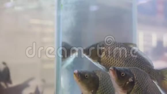 在杂货店的鱼部水族馆里活蹦乱跳视频的预览图
