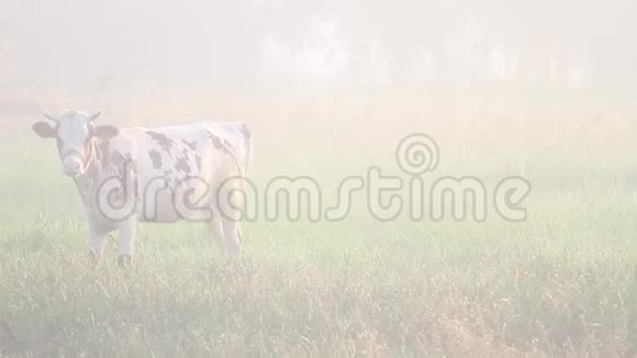 雾蒙蒙的早晨田野上的牛视频的预览图