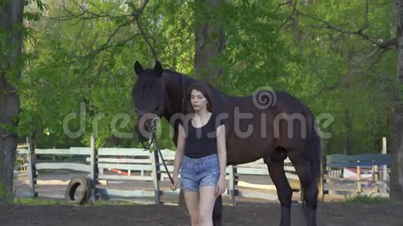 一个穿着黑色T恤和牛仔短裤的年轻苗条的黑发女人牵着一匹带着皮带的深棕色马视频的预览图