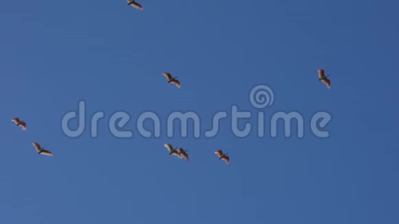 日本的日本或日本的赤鸢或子曾经从日本灭绝的动物飞在蓝色的视频的预览图
