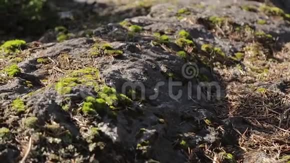岩石上的绿色苔藓视频的预览图