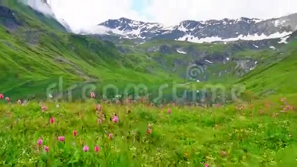 在高高的雪山湖附近有鲜花的草地视频的预览图