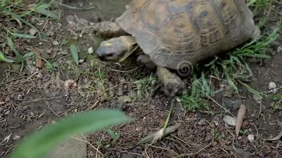 绿草中的海龟视频的预览图