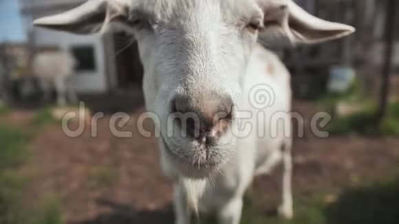 一只白山羊的特写镜头视频的预览图