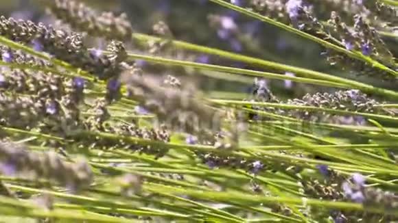 夏季阳光明媚的一天在薰衣草的花朵上关闭大黄蜂自然背景行动野生大黄蜂飞行视频的预览图