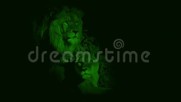 洞中的夜视镜狮子视频的预览图
